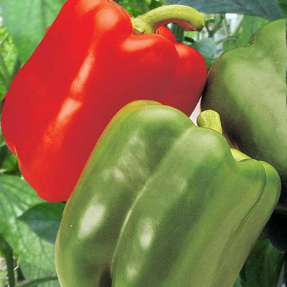 Picture for category Pepper Plants