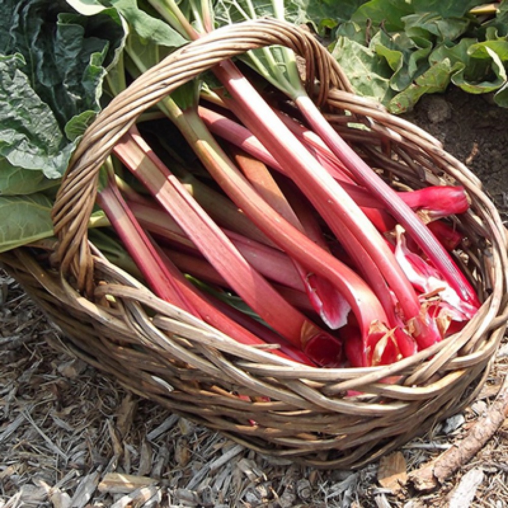 Picture for category Rhubarb Plants