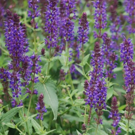 Picture for category Hummingbird-Friendly Salvia