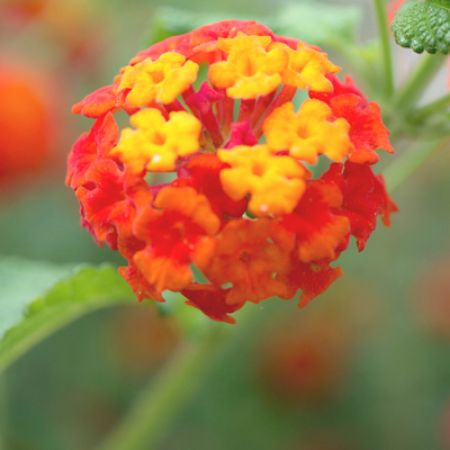 Picture for category Hummingbird-Friendly Lantana