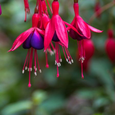 Picture for category Hummingbird-Friendly Fuchsia