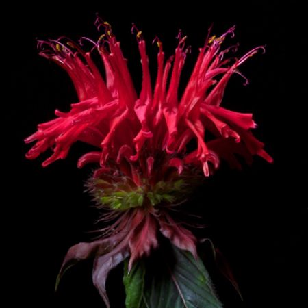 Picture for category Hummingbird-Friendly Monarda