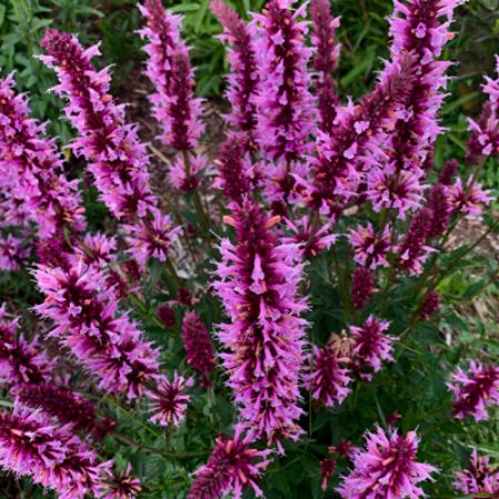 Picture for category Hummingbird-Friendly Agastache