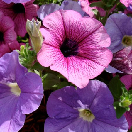 Picture for category Hummingbird-Friendly Petunias