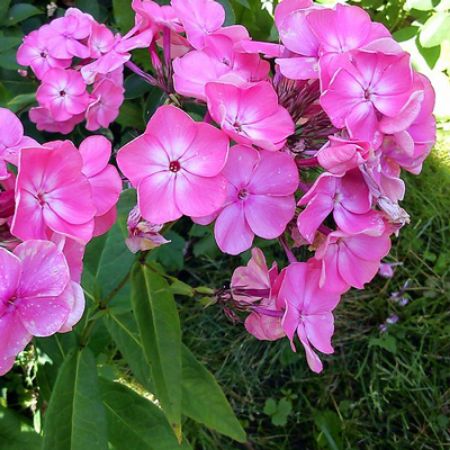 Picture for category Hummingbird-Friendly Phlox