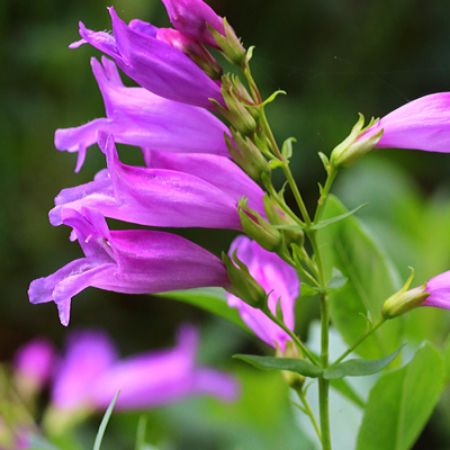 Picture for category Hummingbird-Friendly Penstemon