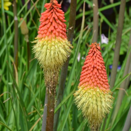 Picture for category Hummingbird-Friendly Kniphofia