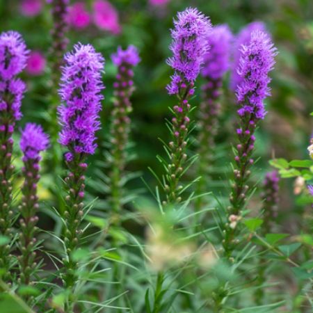 Picture for category Hummingbird-Friendly Liatris