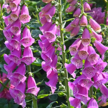 Picture for category Hummingbird-Friendly Digitalis