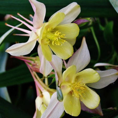 Picture for category Hummingbird-Friendly Aquilegia