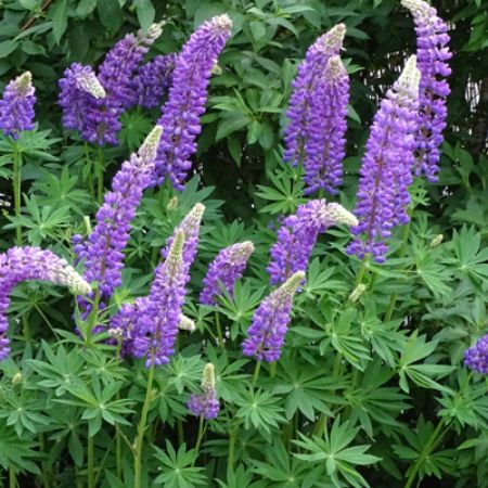 Picture for category Hummingbird-Friendly Lupine