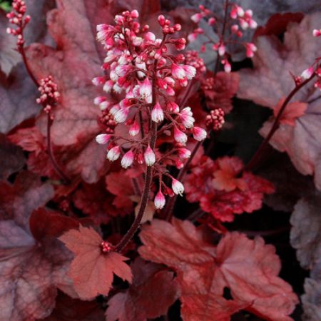 Picture for category Hummingbird-Friendly Heuchera