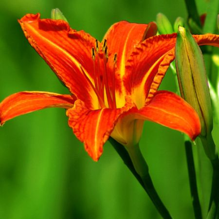 Picture for category Hummingbird-Friendly Hemerocallis