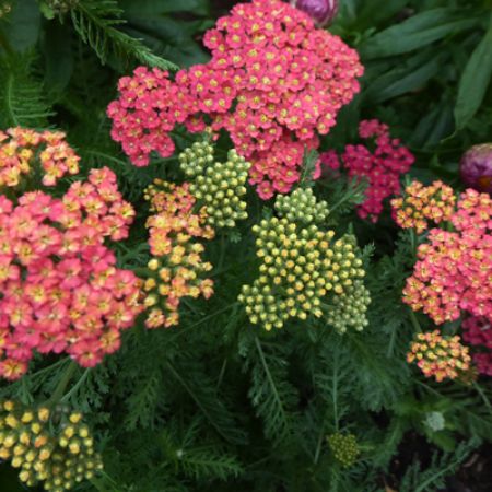 Picture for category Hummingbird-Friendly Achillea