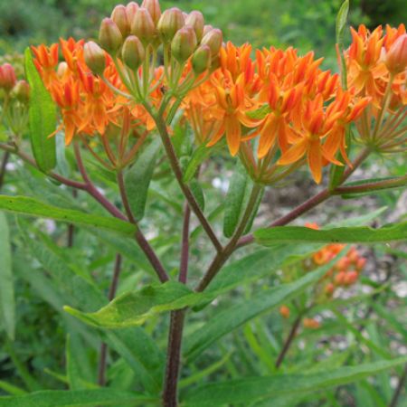 Picture for category Hummingbird-Friendly Asclepias