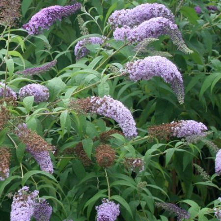 Picture for category Hummingbird-Friendly Buddleia