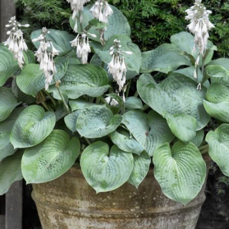 Picture for category Hummingbird-Friendly Hosta