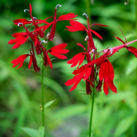 Picture for category Hummingbird-Friendly Lobelia