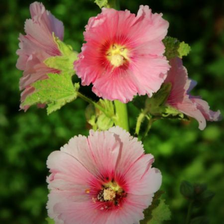 Picture for category Hummingbird-Friendly Alcea