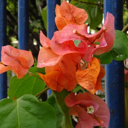 Picture for category Hummingbird-Friendly Bougainvillea