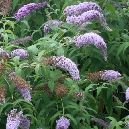 Picture for category Butterfly-Friendly Buddleia