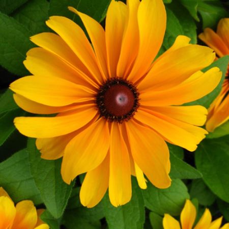 Picture for category Butterfly-Friendly Rudbeckia