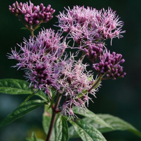 Picture for category Butterfly-Friendly Eupatorium