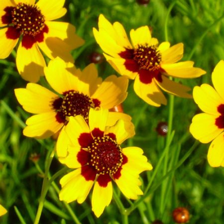 Picture for category Butterfly-Friendly Coreopsis