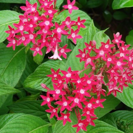 Picture for category Butterfly-Friendly Pentas