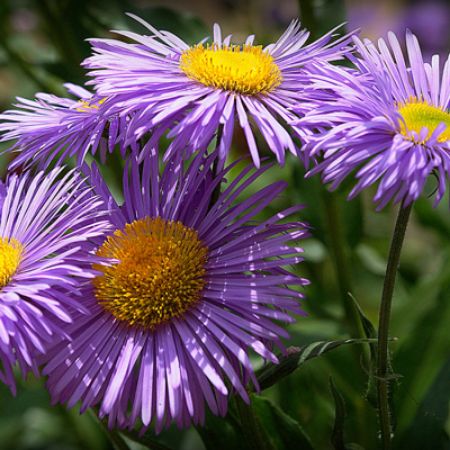 Picture for category Butterfly-Friendly Aster