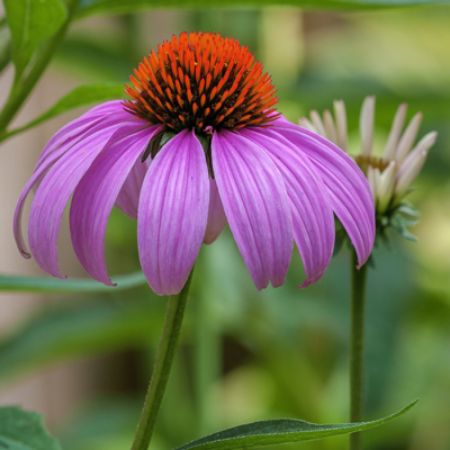 Picture for category Butterfly-Friendly Echinacea