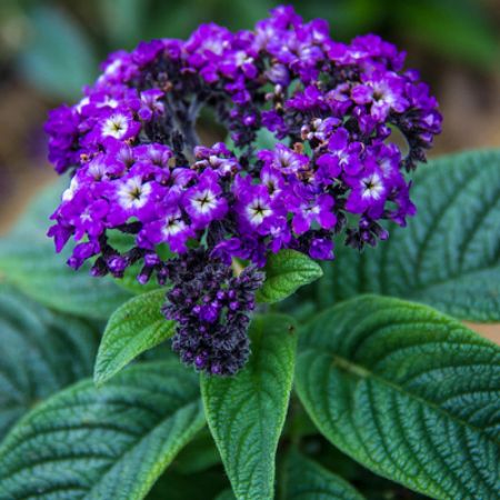 Picture for category Butterfly-Friendly Heliotrope