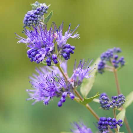 Picture for category Butterfly-Friendly Caryopteris