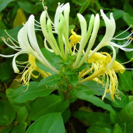 Picture for category Butterfly-Friendly Lonicera