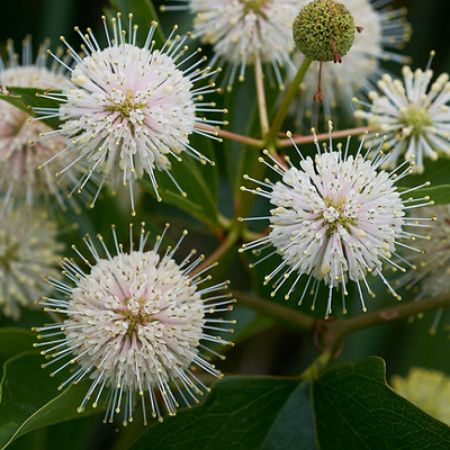 Picture for category Butterfly-Friendly Cephalanthus