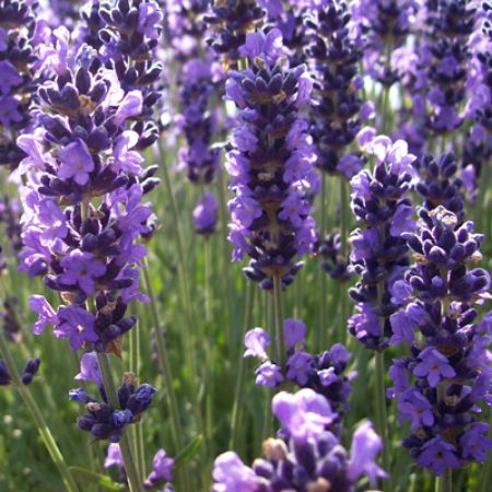 Picture for category Butterfly-Friendly Lavender