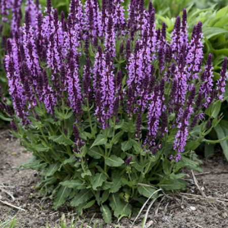 Picture for category Butterfly-Friendly Salvia