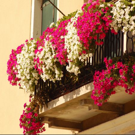 Picture for category Plants for Balconies