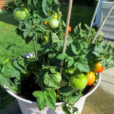 Picture for category Plants for Vegetable Container Gardens