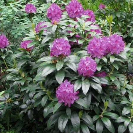 Picture for category Evergreen Plants