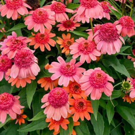 Picture for category Drought-Tolerant Bloomers