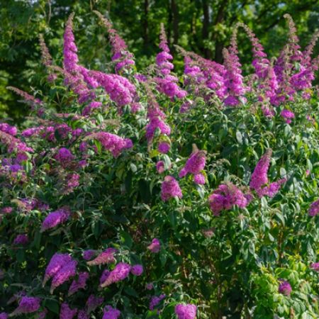 Picture for category Drought-Tolerant Shrubs