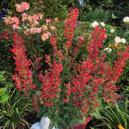 Picture for category Drought-Tolerant Perennials