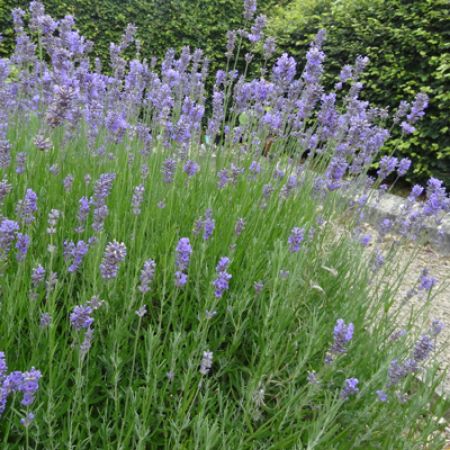 Picture for category Drought-Tolerant Sun-Baked Plants