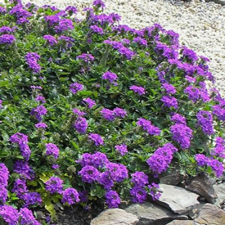 Picture for category Drought-Tolerant Ground Covers