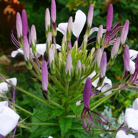 Picture for category Drought-Tolerant Annuals