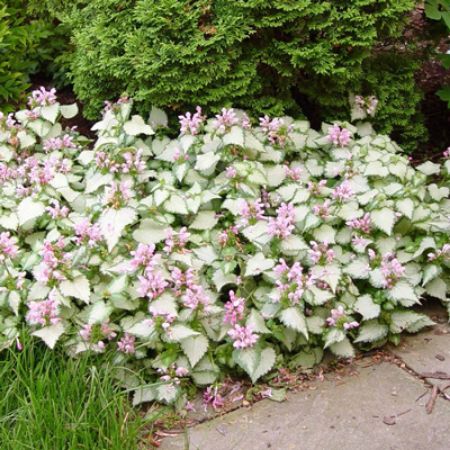 Picture for category Plants for Ground Cover