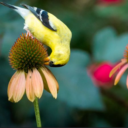 Picture for category Plants for Wild Birds