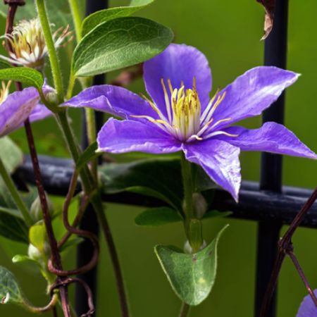 Picture for category Trellis Thrill-Seekers