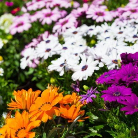 Picture for category Annuals by Flower Color